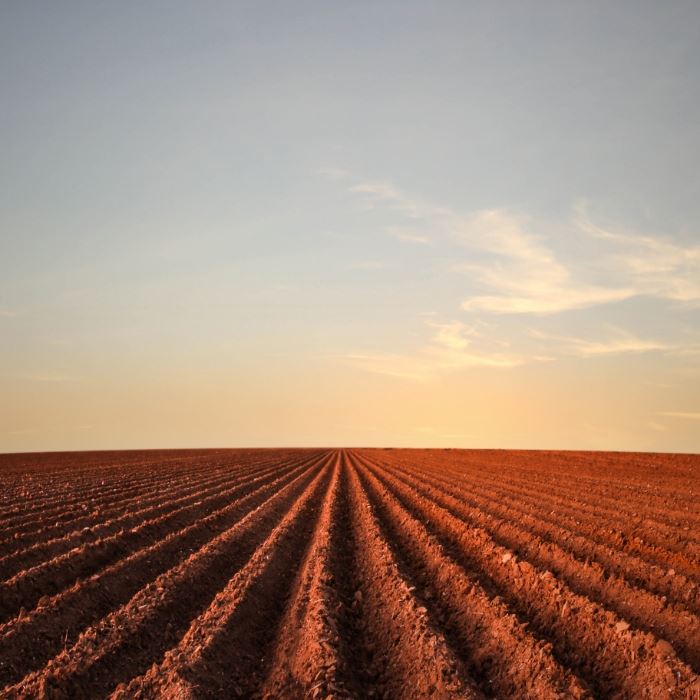 Field